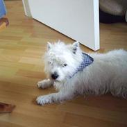 West highland white terrier King