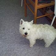 West highland white terrier King