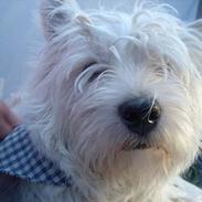 West highland white terrier King