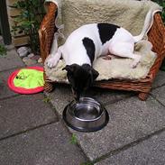 Dansk svensk gaardhund Olfert
