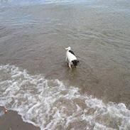 Dansk svensk gaardhund Olfert