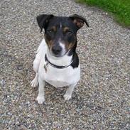 Dansk svensk gaardhund Olfert