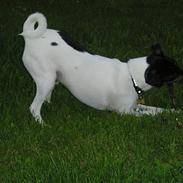 Dansk svensk gaardhund Olfert