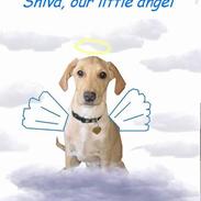Labrador retriever Shiva