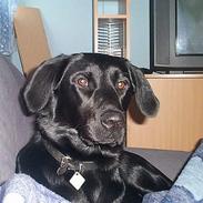 Labrador retriever Shakira