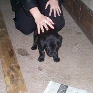 Labrador retriever Shakira