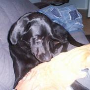 Labrador retriever Shakira