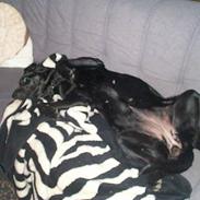 Labrador retriever Shakira