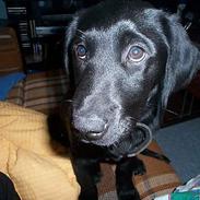 Labrador retriever Shakira