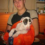 Amerikansk bulldog Berta