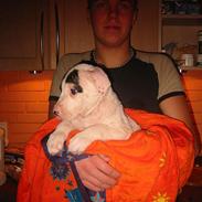 Amerikansk bulldog Berta