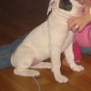 Amerikansk bulldog Berta