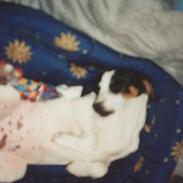 Dansk svensk gaardhund Pedersen