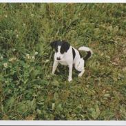 Dansk svensk gaardhund Pedersen