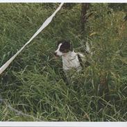 Dansk svensk gaardhund Pedersen