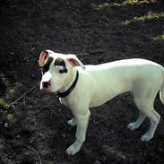 Amerikansk bulldog Berta