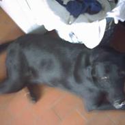 Labrador retriever Max