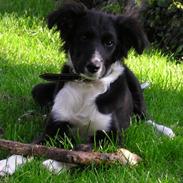 Border collie Joy