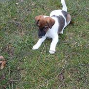 Glathåret foxterrier nørlunds cocio