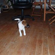 Glathåret foxterrier nørlunds cocio