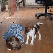 Glathåret foxterrier nørlunds cocio