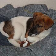 Glathåret foxterrier nørlunds cocio