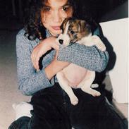 Dansk svensk gaardhund Sitta