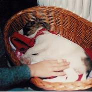 Dansk svensk gaardhund Sitta