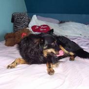 Blanding af racer Kawa