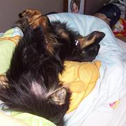 Blanding af racer Kawa