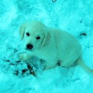 Golden retriever Indy