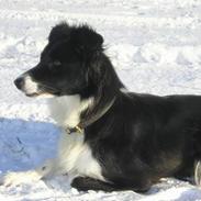 Border collie Eisse's Bold Blackie