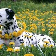 Dalmatiner Rocky (aflivet)