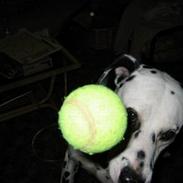 Dalmatiner Rocky (aflivet)