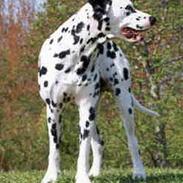 Dalmatiner Rocky (aflivet)