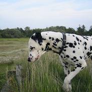 Dalmatiner Rocky (aflivet)