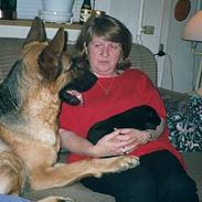 Schæferhund Lilliendahl Lottie