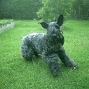 Kerry blue terrier Kordes Dynamic Future