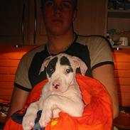 Amerikansk bulldog Berta