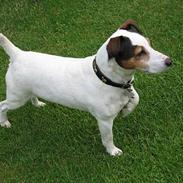 Jack russell terrier Mik