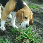 Beagle Lucas - Hvil I Fred 