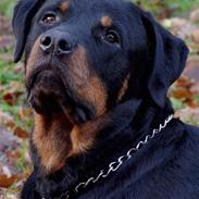 Rottweiler Bandit