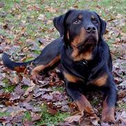 Rottweiler Bandit