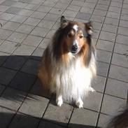 Collie langhåret Golden Maskot R.I.P <3