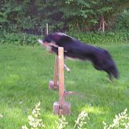 Border collie Eisse's Bold Blackie