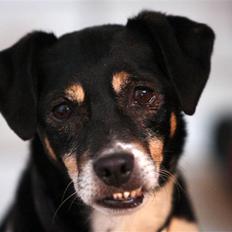 Dansk svensk gaardhund King