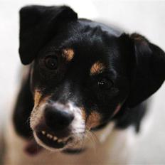 Dansk svensk gaardhund King