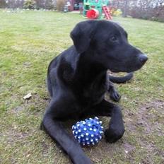 Labrador retriever Walter