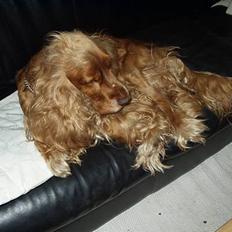 Cocker spaniel Karl