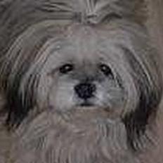 Lhasa apso pinochio